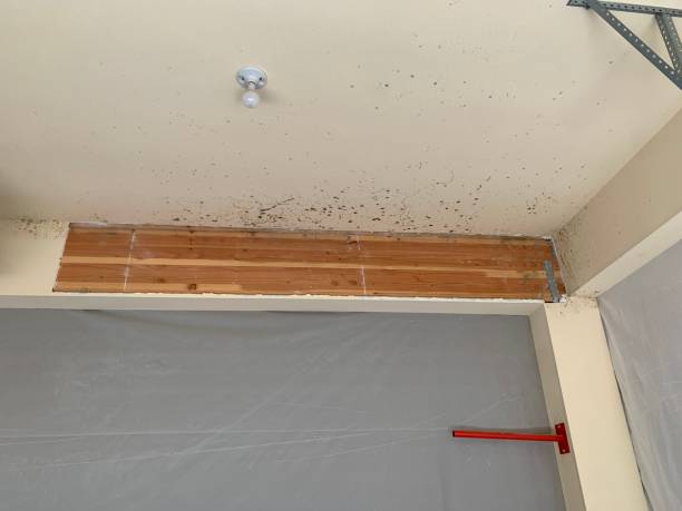 Best Mold Prevention Services  in Draper, UT